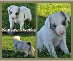 Small #5 Border Collie