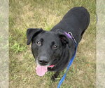 Small #1 Labrador Retriever