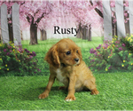 Small #21 Cavalier King Charles Spaniel