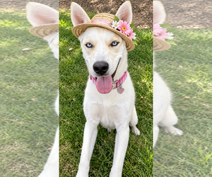 SIBERIAN HUSKY white BLUE EYES - Female Huskimo Dog for Adoption - Photo #3