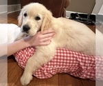 Small #4 English Cream Golden Retriever