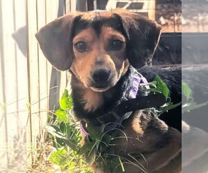 Beagle-Unknown Mix Dogs for adoption in Dunnellon, FL, USA