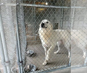 Great Pyrenees-Unknown Mix Dogs for adoption in Aurora, IN, USA