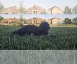Small #4 Poovanese