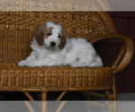Small Photo #3 Miniature Bernedoodle Puppy For Sale in URBANA, IL, USA