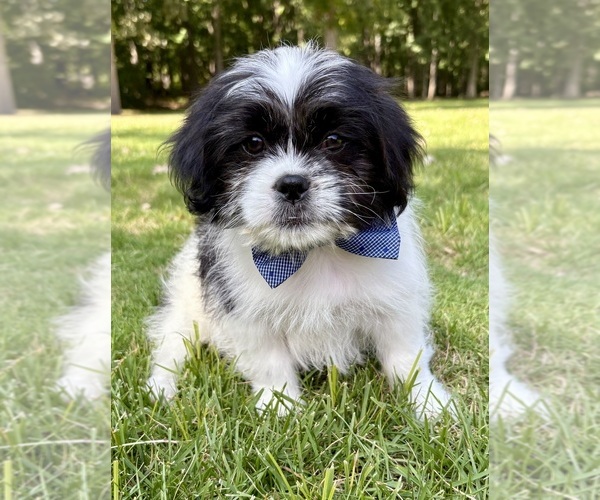 Medium Photo #6 Shih Tzu Puppy For Sale in FAIR HAVEN, MI, USA
