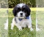 Small #5 Shih Tzu