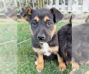 Mutt Dogs for adoption in Dana Point, CA, USA