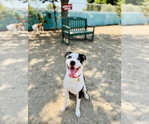 American Pit Bull Terrier-Unknown Mix Dogs for adoption in Seal Beach, CA, USA