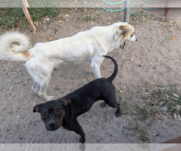 Medium Photo #1 Great Pyrenees Puppy For Sale in Orange Grove, TX, USA