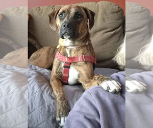 Boxer-Unknown Mix Dogs for adoption in Burnsville, MN, USA