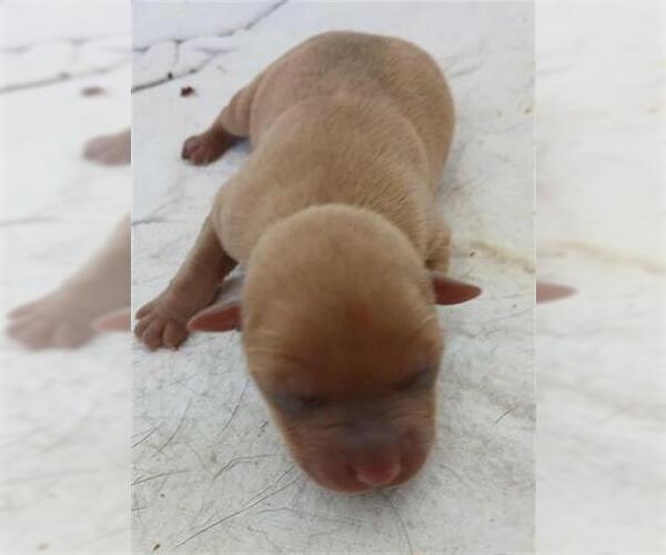 Medium Photo #1 Labrador Retriever-Unknown Mix Puppy For Sale in Houston, TX, USA
