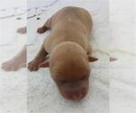Small Labrador Retriever Mix