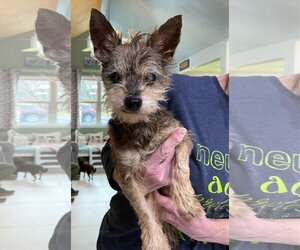 Mutt Dogs for adoption in Benton, LA, USA