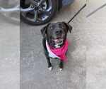 Small #1 Labrador Retriever Mix