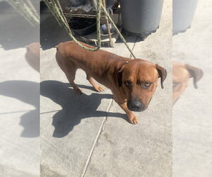 Rottweiler-Unknown Mix Dogs for adoption in Bakersfield, CA, USA