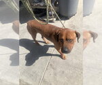 Small Rottweiler Mix