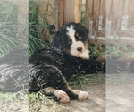 Puppy 3 Bernese Mountain Dog