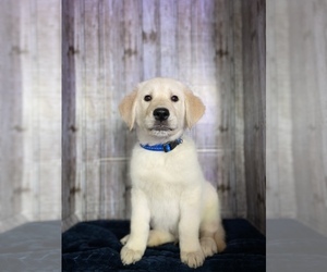 Goberian-Golden Retriever Mix Puppy for sale in BRINKHAVEN, OH, USA
