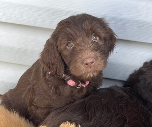 Goldendoodle Puppy for sale in LOOMIS, CA, USA