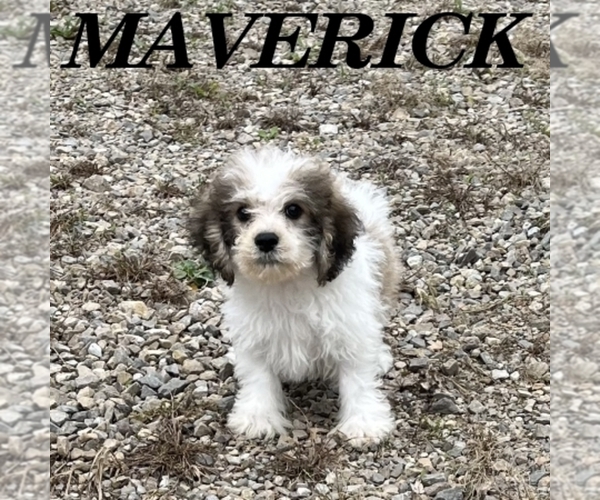 Medium Photo #2 Schnoodle (Miniature) Puppy For Sale in HARTLAND, MN, USA