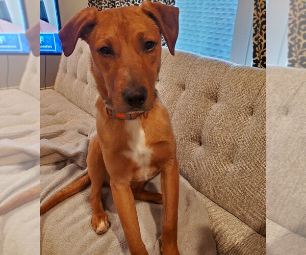 Medium Photo #8 Mutt Puppy For Sale in Evansville, IN, USA