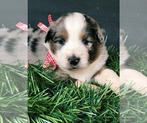 Miniature Australian Shepherd Puppy for sale in FRENCH CAMP, MS, USA