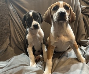 Bluetick Coonhound-Mountain Cur Mix Litter for sale in BLAIRSTOWN, IA, USA
