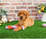 Small #3 Labrador Retriever