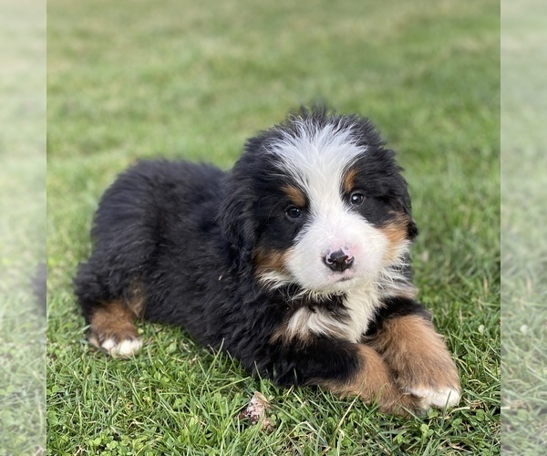 Medium Photo #1 Bernese Mountain Dog Puppy For Sale in KILLBUCK, OH, USA