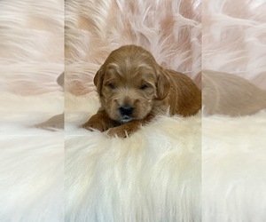 Goldendoodle-Poodle (Toy) Mix Puppy for sale in SURPRISE, AZ, USA