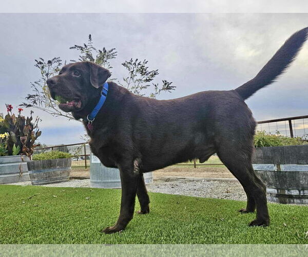Medium Photo #2 Labrador Retriever Puppy For Sale in Clovis, CA, USA