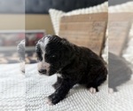 Small #9 Bernedoodle