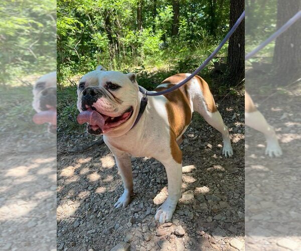 Medium Photo #8 American Bulldog Puppy For Sale in New York, NY, USA