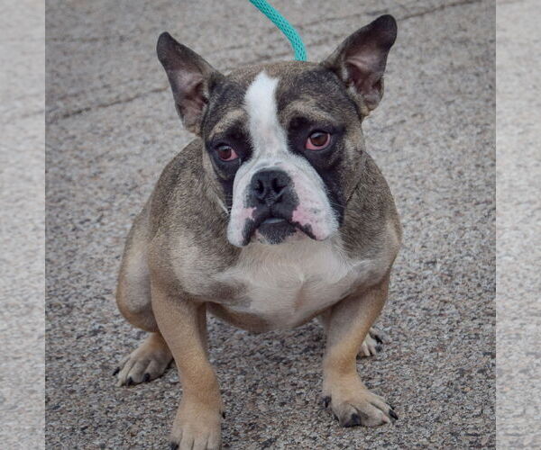 Medium Photo #3 Free-Lance Bulldog Puppy For Sale in Huntley, IL, USA