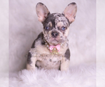 Small #1 French Bulldog