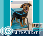 Small #1 Labrador Retriever Mix