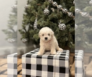 Bichon Frise Puppy for sale in ELDERWOOD, CA, USA
