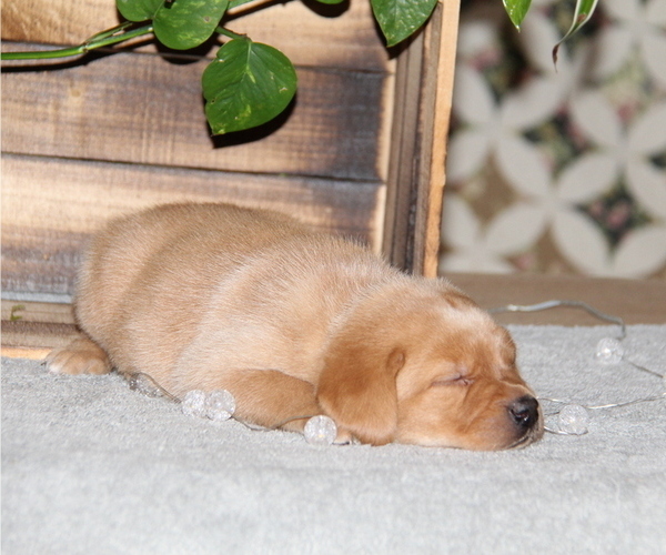 Medium Photo #1 Labrador Retriever Puppy For Sale in HYDE PARK, VT, USA