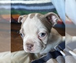 Small #1 Boston Terrier