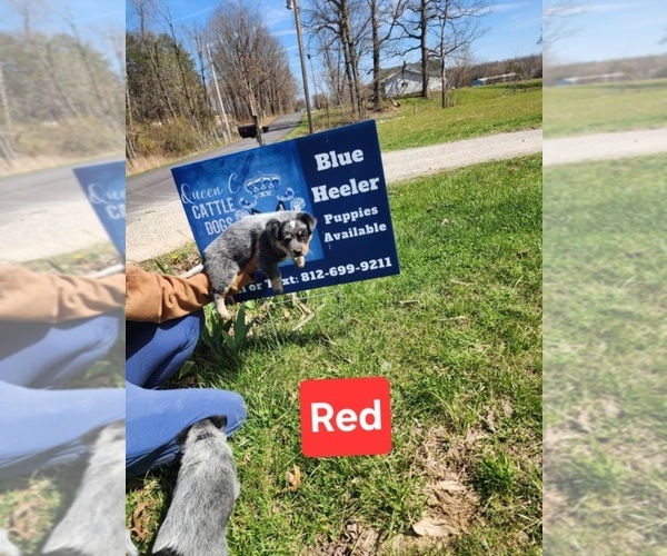 Medium Photo #2 Australian Cattle Dog Puppy For Sale in JASONVILLE, IN, USA