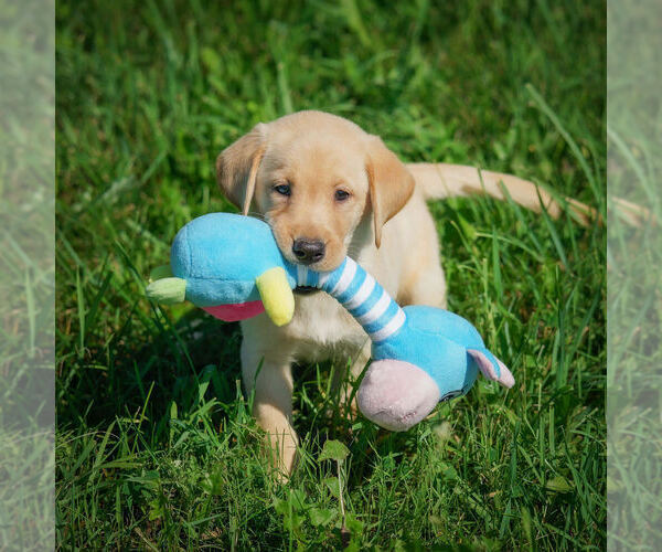 Medium Photo #10 Labrador Retriever Puppy For Sale in FRESNO, OH, USA