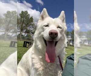 Siberian Husky Dogs for adoption in Westminster, MD, USA