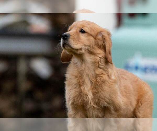 Medium Photo #1 Golden Cavalier Puppy For Sale in ROWLEY, MA, USA