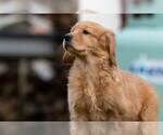 Small Photo #1 Golden Cavalier Puppy For Sale in ROWLEY, MA, USA
