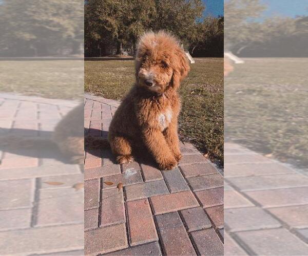 Medium Photo #1 Aussiedoodle Puppy For Sale in WAUCHULA, FL, USA