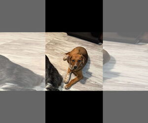 Mutt Dogs for adoption in Fenton, MO, USA