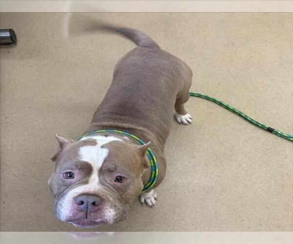 Medium Photo #1 American Pit Bull Terrier Puppy For Sale in Derwood, MD, USA