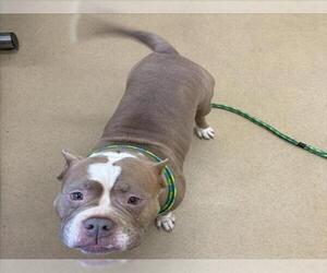 American Pit Bull Terrier Dogs for adoption in Derwood, MD, USA