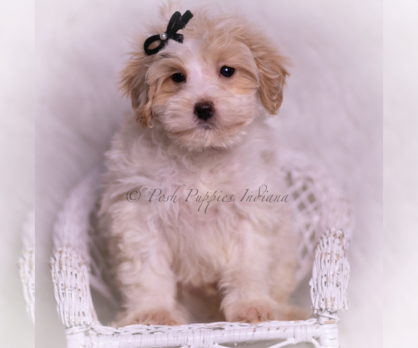 Medium Photo #5 Maltipoo (Miniature) Puppy For Sale in WARSAW, IN, USA